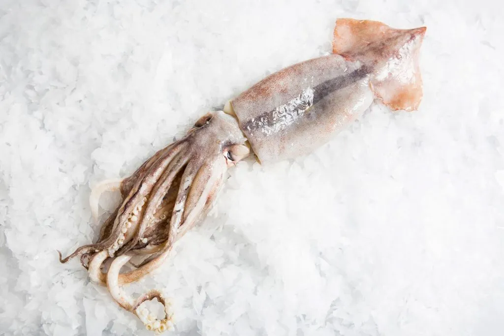 SQUID Spencer Golf Whole Frozen 1 1024x683 1, Franks Seafood